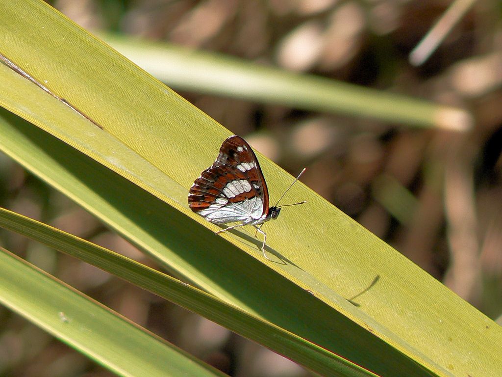 Limenitis reducta (Nymphalidae)